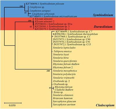 Octocorals in the Gulf of Aqaba exhibit high photosymbiont fidelity